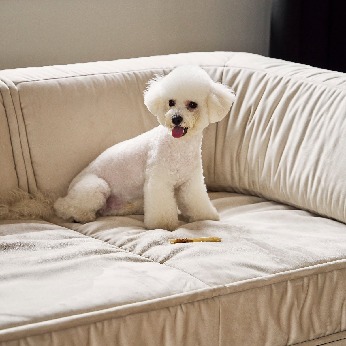 White poodle sitting on a beige couch with blinds in the background